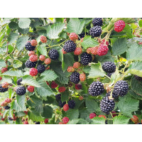 Ожина: (1л) Лохнес(середньо-пізній)